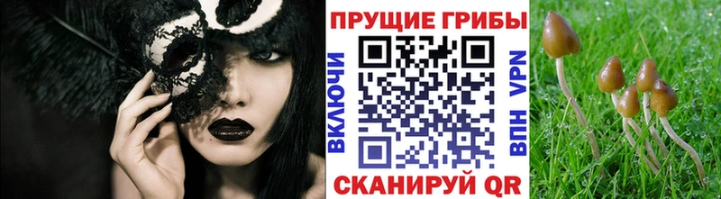 Псилоцибиновые грибы Cubensis  Канск 